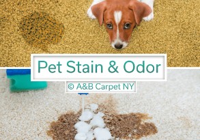 Pet Stain and Odor Removal - Fulton Ferry 11201