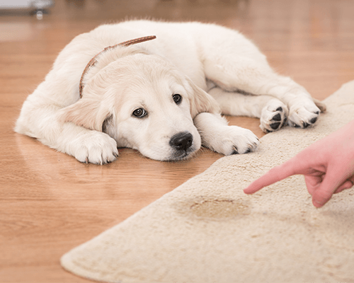 Pet Stain Cleaning in Brooklyn