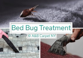 Bed Bug Treatment - Mill Island 11234